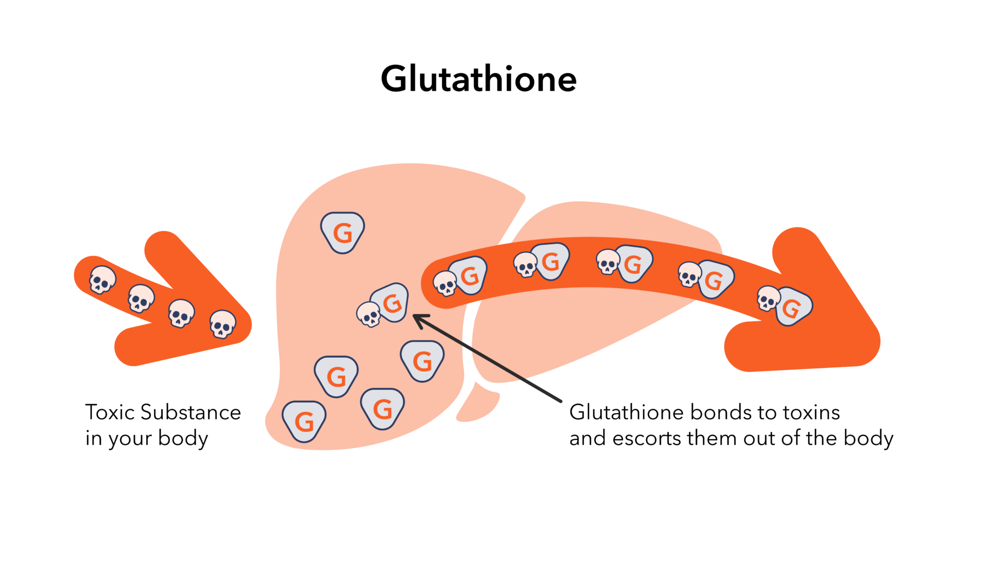 NAD is a bioactive form of vitamin B3 and an essential coenzyme and substrate in more than 500 metabolic reactions. One of the best-known functions of NAD is its role in mitochondrial energy production. The body continuously synthesizes NAD from dietary vitamin B3 to maintain levels sufficient for metabolic needs. | Nadmed Ltd | The standard of NAD measuring