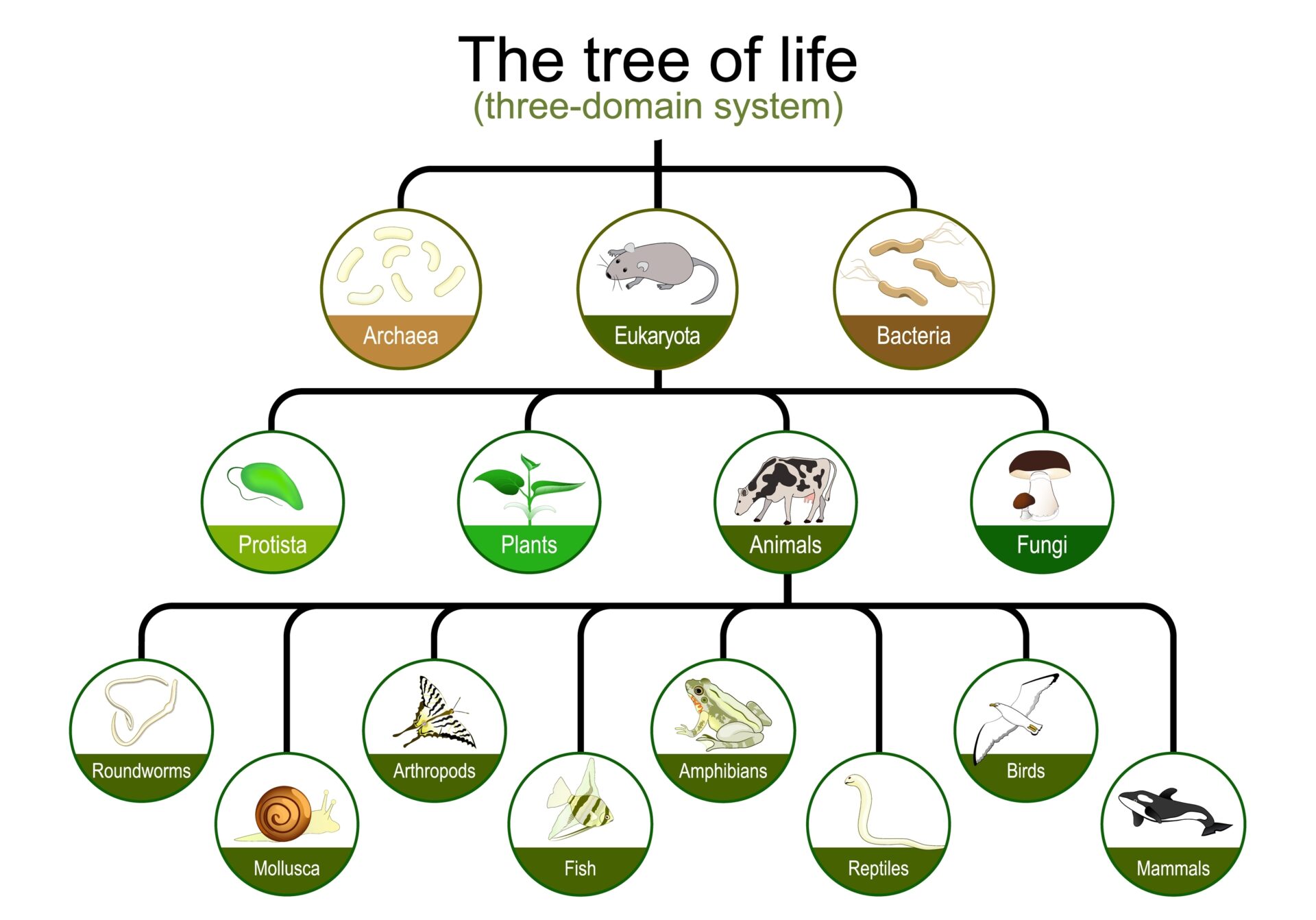 NADs (nicotinamide adenine dinucleotides) are essential molecules that help signal and convert energy from sugars and fats into a form that muscles and other tissues can use. They exist in four forms: NAD+, NADH, NADP+, and NADPH. The balance of these molecules in different cells and tissues determines how nutrients are used for energy production, growth, and repair. | Nadmed Ltd | The standard of NAD measuring