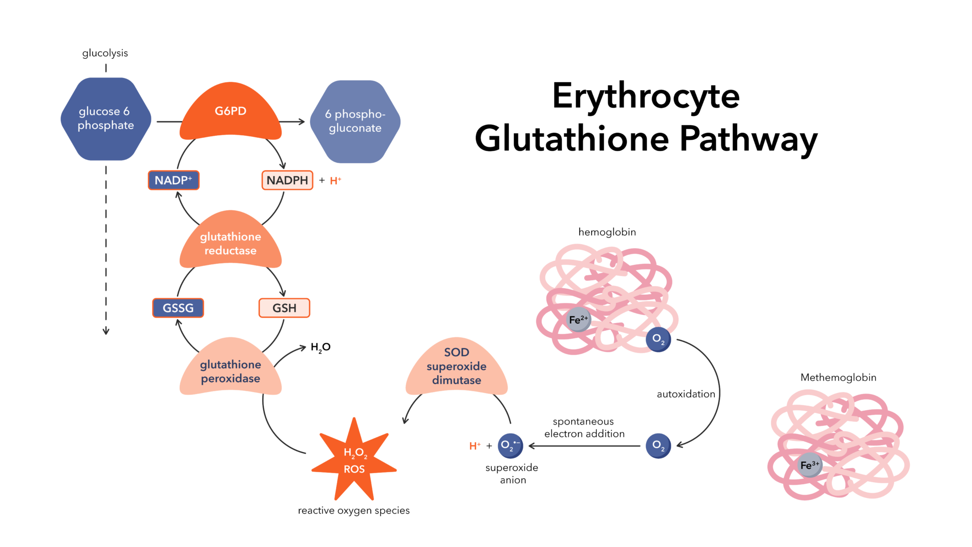 NADs (nicotinamide adenine dinucleotides) are essential molecules that help signal and convert energy from sugars and fats into a form that muscles and other tissues can use. They exist in four forms: NAD+, NADH, NADP+, and NADPH. The balance of these molecules in different cells and tissues determines how nutrients are used for energy production, growth, and repair. | Nadmed Ltd | The standard of NAD measuring