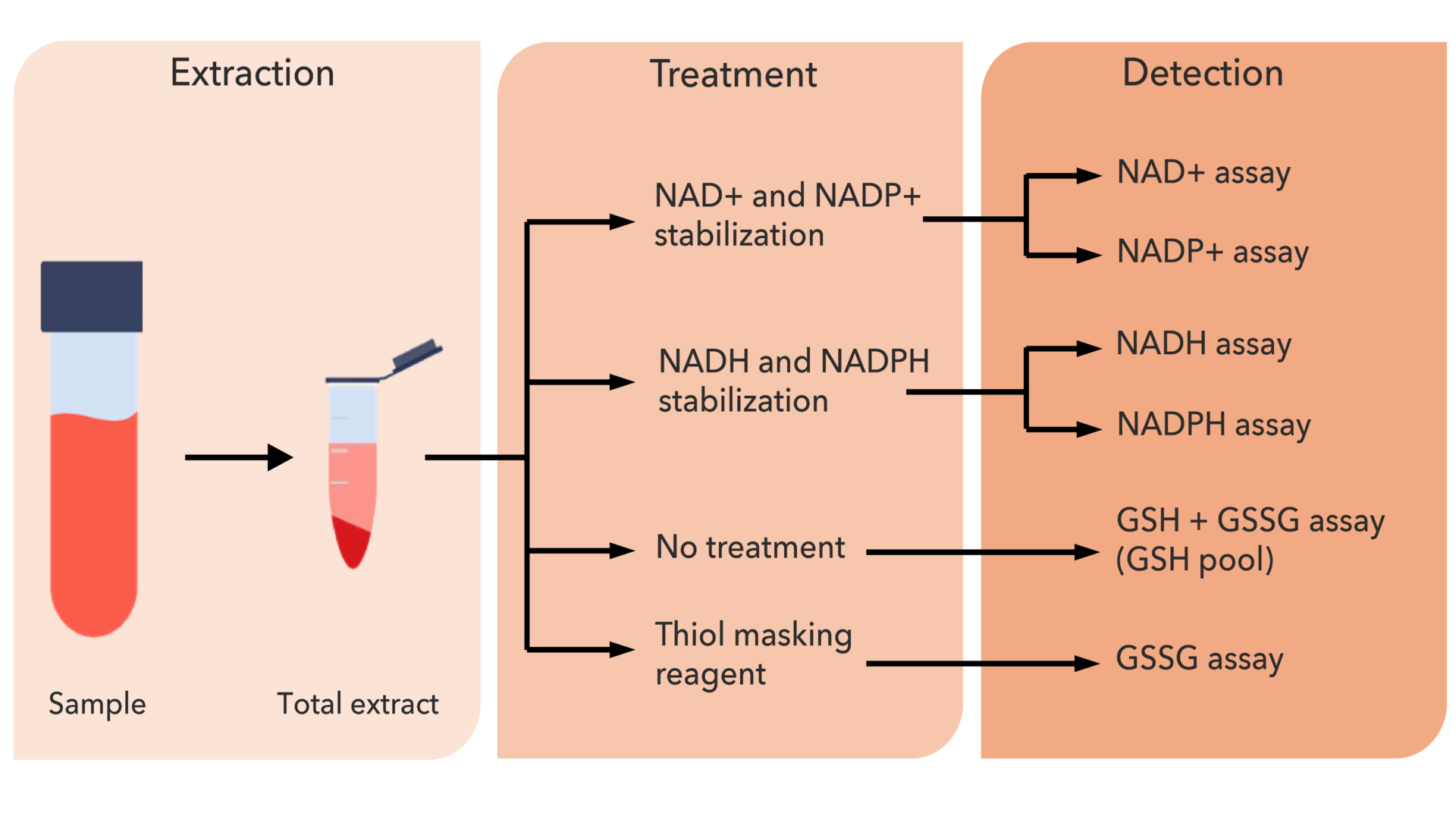 Accurate measurement of redox metabolites is challenging due to their stability requirements upon extraction from a biological matrix.  Reduced metabolites such as NADH and NADPH are highly labile and prone to degradation if not stabilized properly, causing artificial shifts in measured levels. | Nadmed Ltd | The standard of NAD measuring